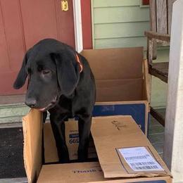 Labrador Retrievers from Swede Grove Retrievers