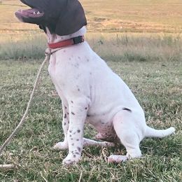 German Shorthaired Pointers from Triple Cord Kennels