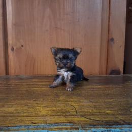 Igor - Black and tan male Yorkshire Terrier puppy in Terrell, Texas from Ashley Nicole Ranch