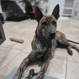 Jay - Brindle male Vietnamese Phu Quoc Ridgeback puppy in Palmdale, California from Vietnamese Phu Quoc Ridgeback Dogs of Southern California