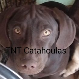 Girl 3 - Red Catahoula Leopard Dog puppy in Pavillion, Wyoming from TNT Catahoulas