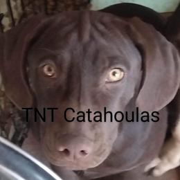 Girl 3 - Red Catahoula Leopard Dog puppy in Pavillion, Wyoming from TNT Catahoulas