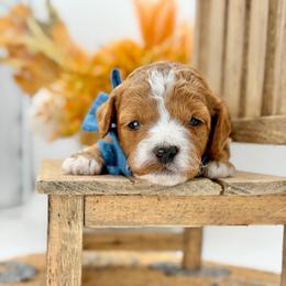Waylon - Red  male Goldendoodle puppy in Queen Creek, Arizona from Goldendoodle AZ