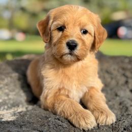 Virginia - Apricot female Goldendoodle puppy in Twin Falls, Idaho from Magic Valley Family Doodles
