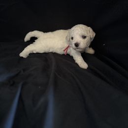 Girl 4 - Bichon Frise puppy in Pahrump, Nevada from Calvada Danes and Bichons