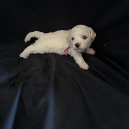 Girl 4 - Bichon Frise puppy in Pahrump, Nevada from Calvada Danes and Bichons