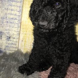 Goldendoodle Puppies from Zeusthemoosedoodles