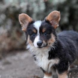 Topaz - Black and tan female American Corgi puppy in Mariposa, California from Gem Coast Corgis