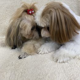 Shih Tzu puppies from Bel Aire Beauties