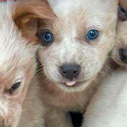 SPARKLE, sable slate blue eyed boy - Red speckled male Australian Cattle Dog puppy in Kalispell, Montana from BTR Australian Cattle Dogs
