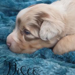 Disco - Red merle male Australian Shepherd puppy in Jameson, Missouri from Sky Creek