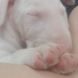 Bull Terriers from Lisa Carter's Bull Terriers