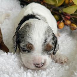 Abigail Adams - Tri-color female Cavapoo puppy in Pleasant Grove, Utah from Canterbury Canines