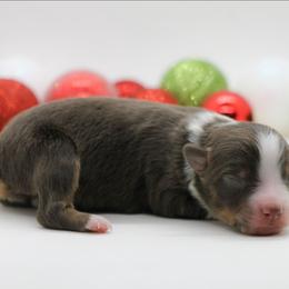 Female 3 - Red tri-color female Miniature American Shepherd puppy in Childress, Texas from Taylor Farms