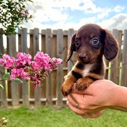 Jenny- 2900 - Piebald female Dachshund puppy in Arab, Alabama from Cantrell’s Dachshund Den
