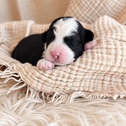 Pecan - Black and white male Bernedoodle puppy in Travelers Rest, South Carolina from Bernedoodle.do