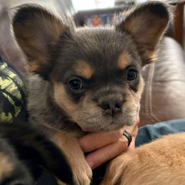 Evie - Tricolors female French Bulldog puppy in Windsor, Colorado from NOCO French Bulldogs