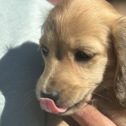 Dachshunds from Gold River Doxies and Doxies Meet World