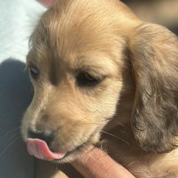 Dachshunds from Gold River Doxies and Doxies Meet World