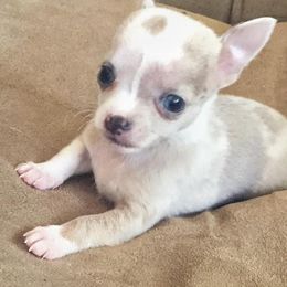 Chihuahua and Chinese Crested Puppies from Western Kentucky Chihuhua and Chinese Crested