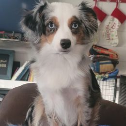 Australian Shepherds from Carter's Australian Shepherds