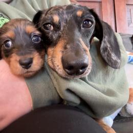 Dachshund Puppies from Birkin’ Paws