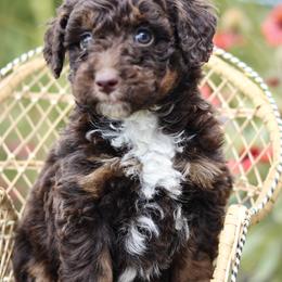 Juneau - Red tri-color female Aussiedoodle puppy in Crete, Nebraska from Doodles & Co