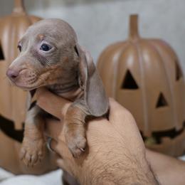 Girl 4 - Fawn (Isabella) female Dachshund puppy in Jurupa Valley, California from Divine Doxies