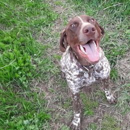 German Shorthaired Pointers from Ninemire Farm