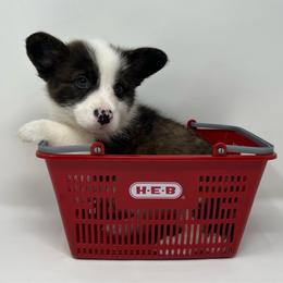 Cosmo (brindle) - Brindle and white male American Corgi puppy in Waco, Texas from The Comma Corgis
