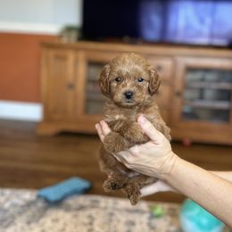 Boy 3 - Red Labradoodle puppy in Bradenton, Florida from Doodle Acres