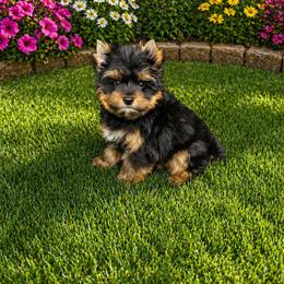 Pip - Black and tan male Yorkshire Terrier puppy in Smithville, Oklahoma from Bristy’s Pampered Pups