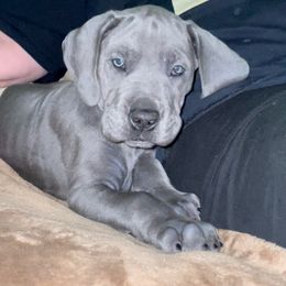 Great Dane Puppies from LC Blue Great Danes