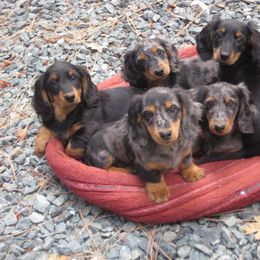 Dachshund Puppies from Debbie James' Dachshunds