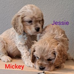 Cocker Spaniel Puppies from East Texas American Cocker Spaniels