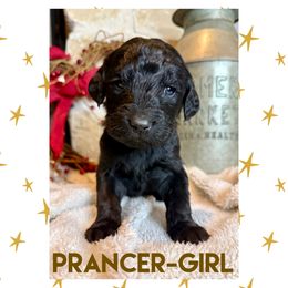 Goldendoodle Puppies from Fire Wife Doodles