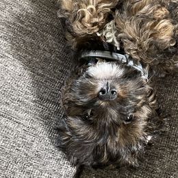 Assorted Doodle Crosses, Bernedoodles, Cockapoos, Double Doodles, and Goldendoodles from Hawk Mountain Doodles