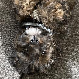Assorted Doodle Crosses, Bernedoodles, Cockapoos, Double Doodles, and Goldendoodles from Hawk Mountain Doodles