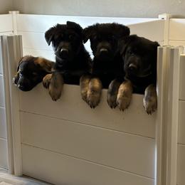 German Shepherd Puppies from Coterie Shepherds