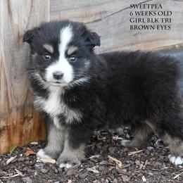 Sweetpea - Black tri female Miniature Australian Shepherd puppy in Patterson, North Carolina from DreamLine Aussies
