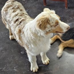 Rusty - Australian Shepherd