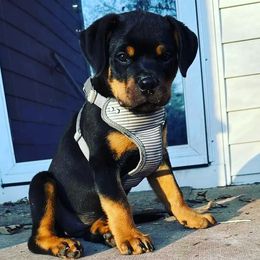 Rottweiler Puppies from Harris Hill Rottweilers