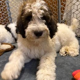 Lo'ak - Tri-color male Bernedoodle puppy in Williamston, South Carolina from Sassy Bob’s Dogs