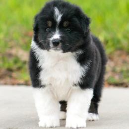 Arthur - Black tri male Miniature American Shepherd puppy in San Benito, Texas from Vaquera's Miniature American Shepherds