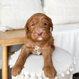 Thumper - Caramel male Australian Labradoodle puppy in Palmdale, California from Pixie Doodle Paws