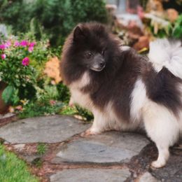 Iris - Pomeranian