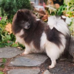 Iris - Pomeranian