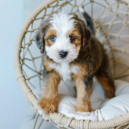 Scout - male Australian Mountain Doodle puppy in Spanish Fork, Utah from K Brand Doodles