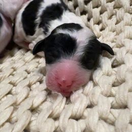 Take 5 - Parti male Goldendoodle puppy in Cross, South Carolina from DoodleDandy & Danes