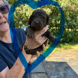 3 blue boys - Blue male Poodle puppy in Wentworth, South Dakota from PaintersPreciousPoodles